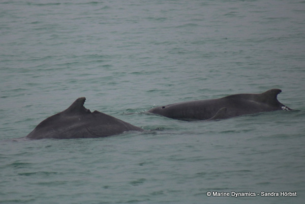 Indian Ocean Humpback Dolphins, South Africa